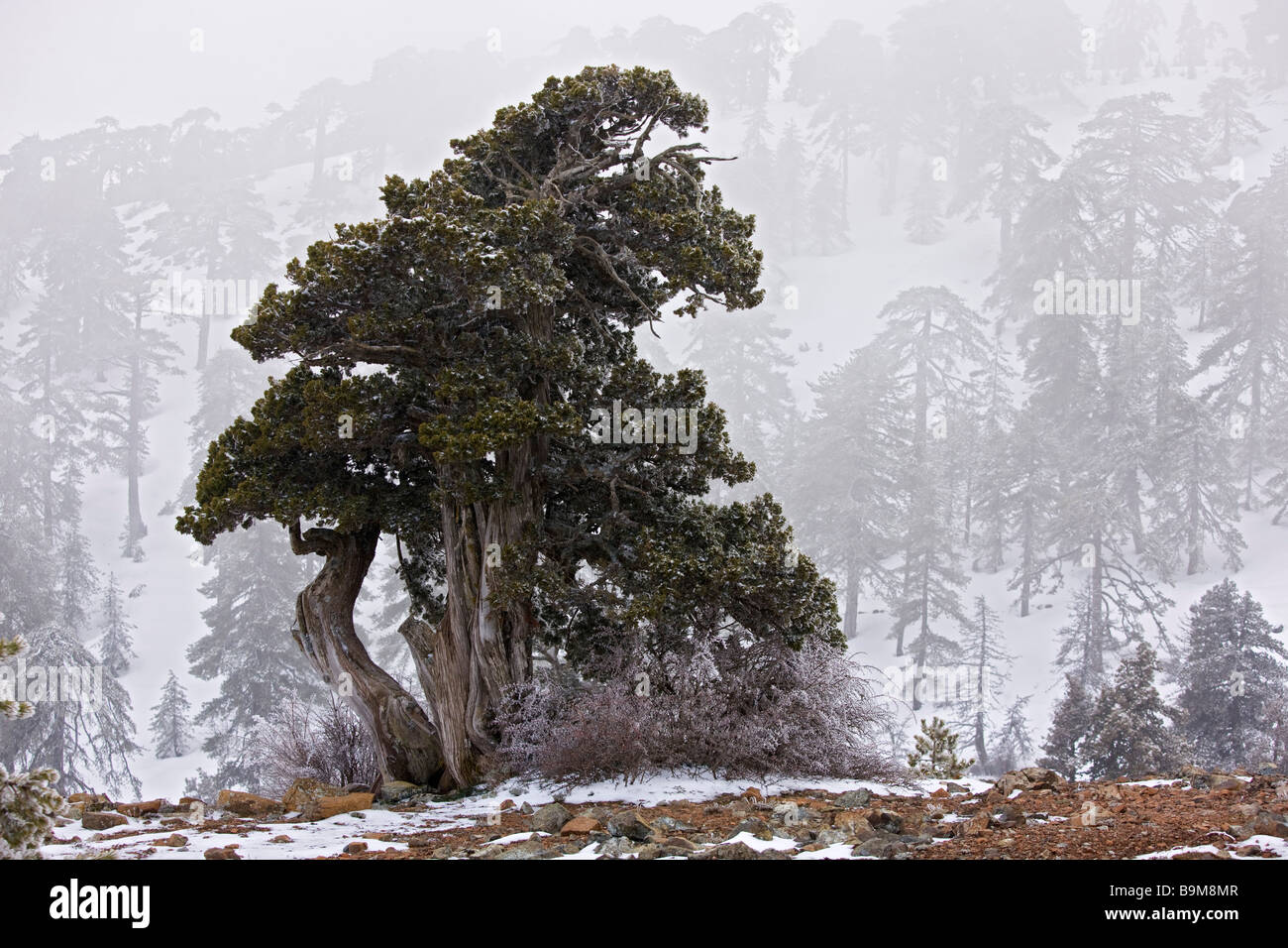 Ancient Juniper tree Juniperus foetidissima in freezing fog and snow high in the Troodos Mountains Greek Cyprus south Stock Photo