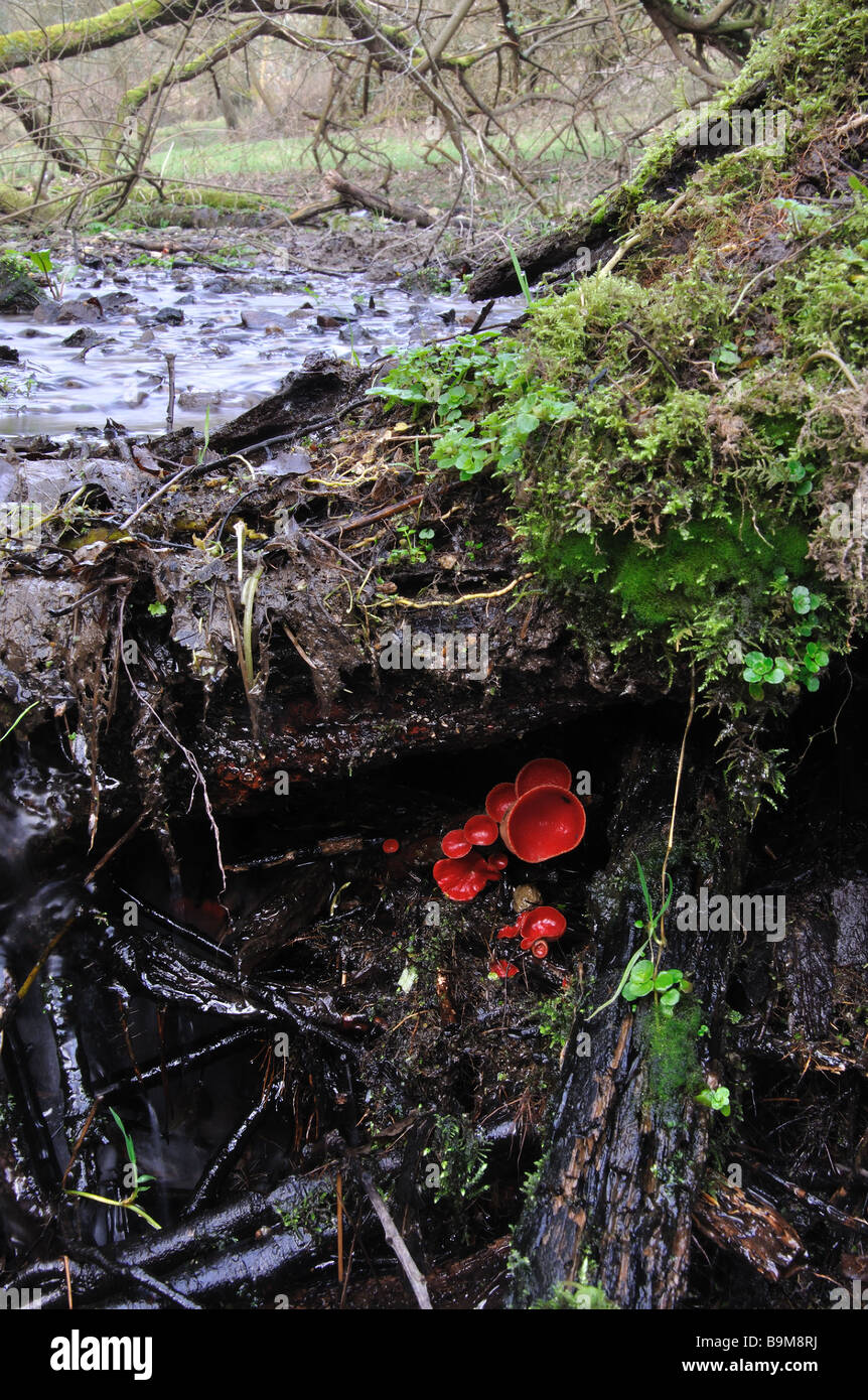 Fungi Scarlet Elf Cup under tree by stream Stock Photo