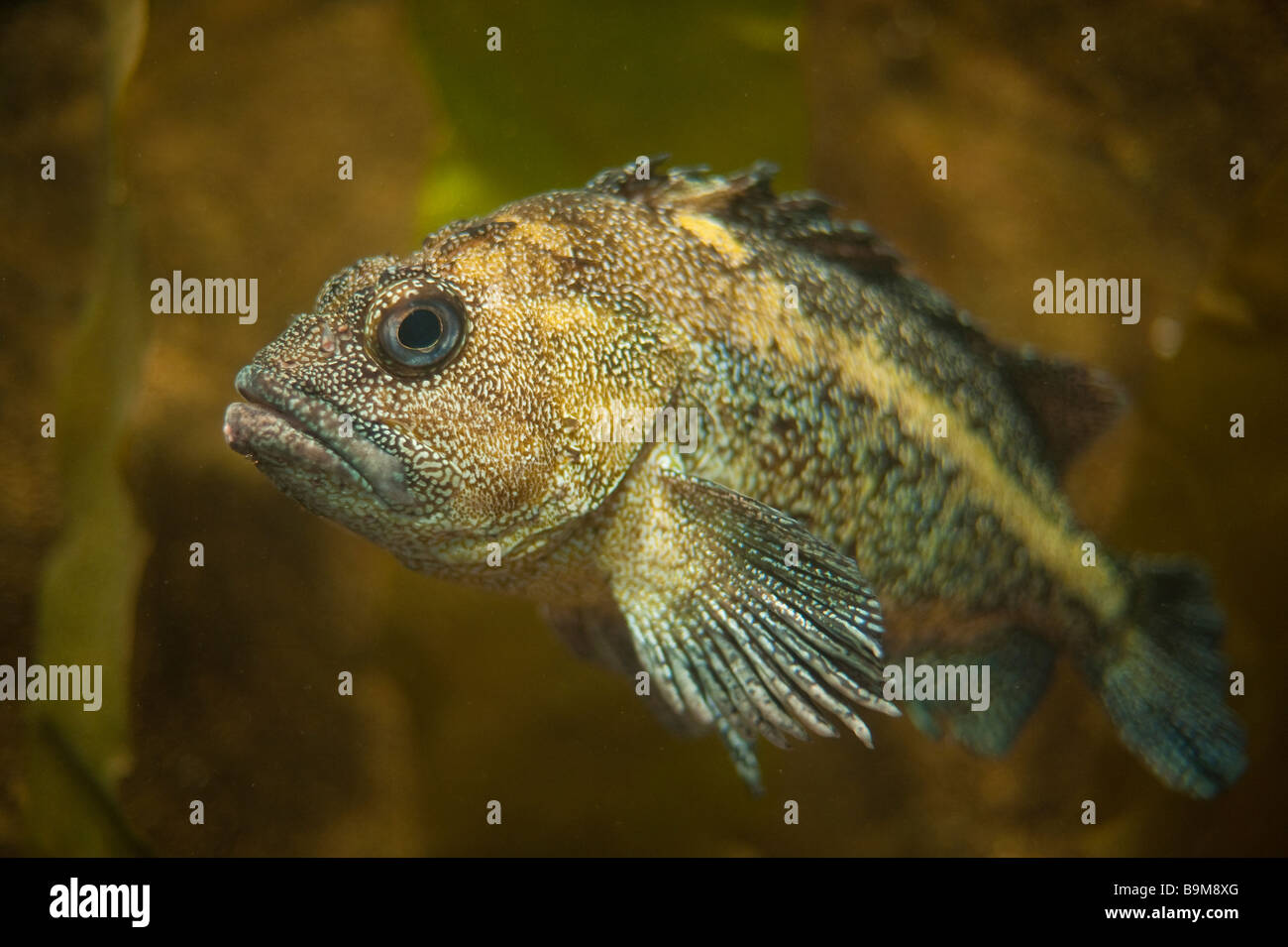 Rockfish in an aquarium Stock Photo