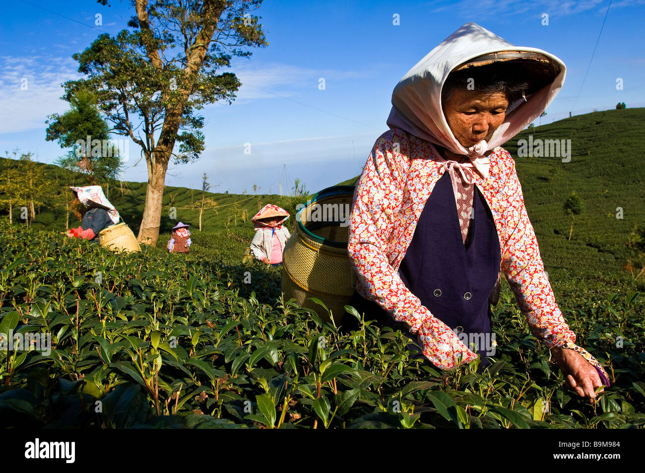 Taiwan, Nantou district, Lugu mountains, Oolong Tea plantations