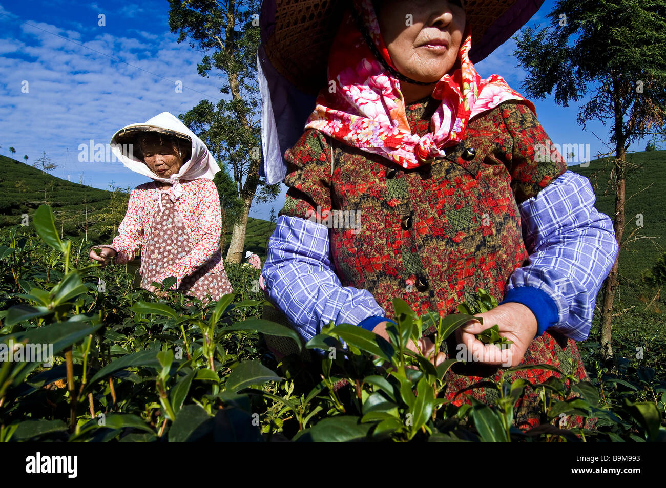 Taiwan, Nantou district, Lugu mountains, Oolong Tea plantations, considered as one of the best in the world, tea pickers Chen Stock Photo