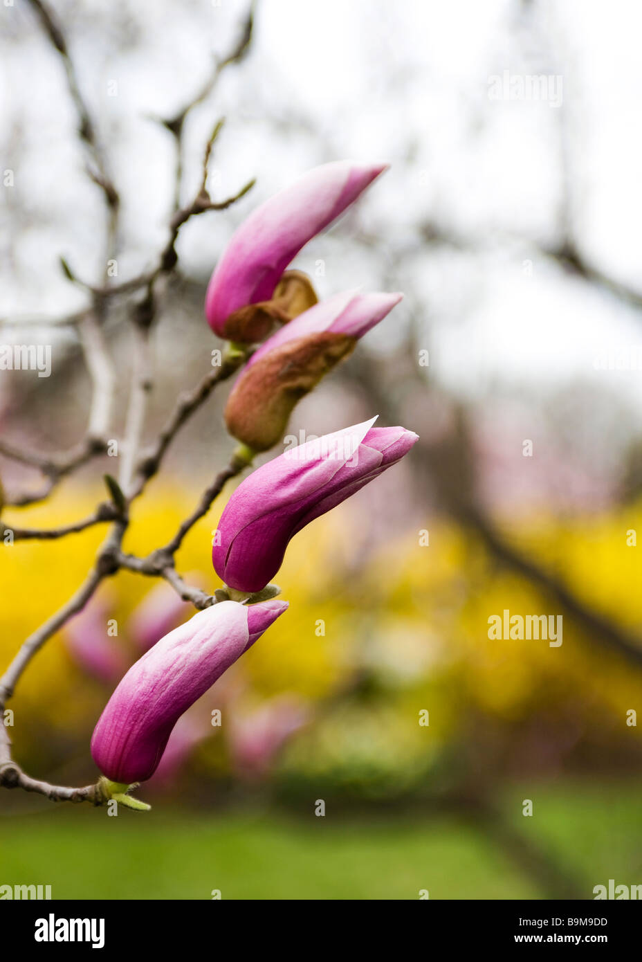 Saucer Magnolia buds (Magnolia x Soulangeana) Magnoliaceae Stock