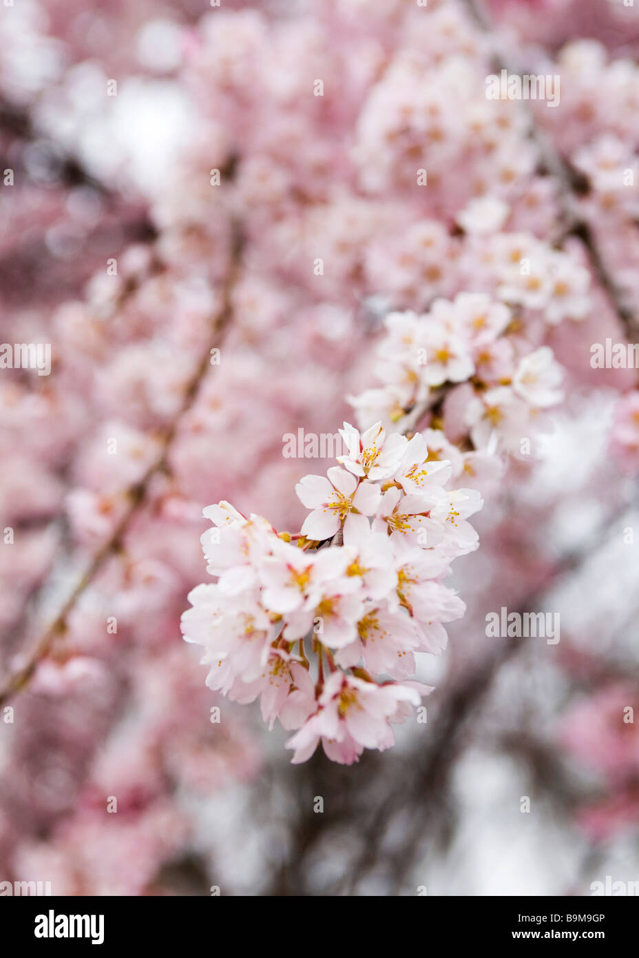 Japanese cherry tree blossoms Stock Photo