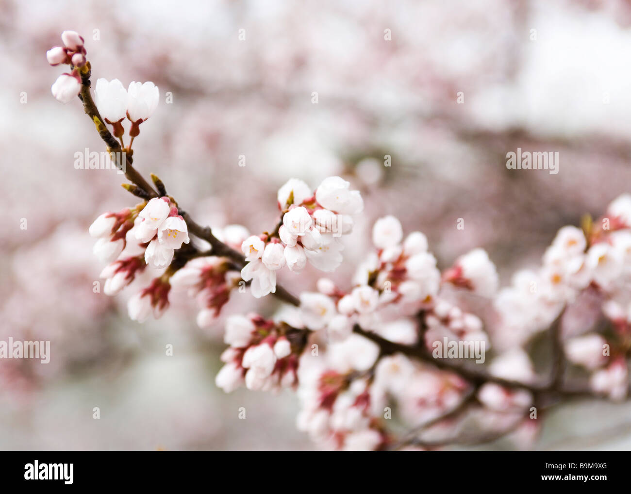 Japanese cherry tree blossoms Stock Photo