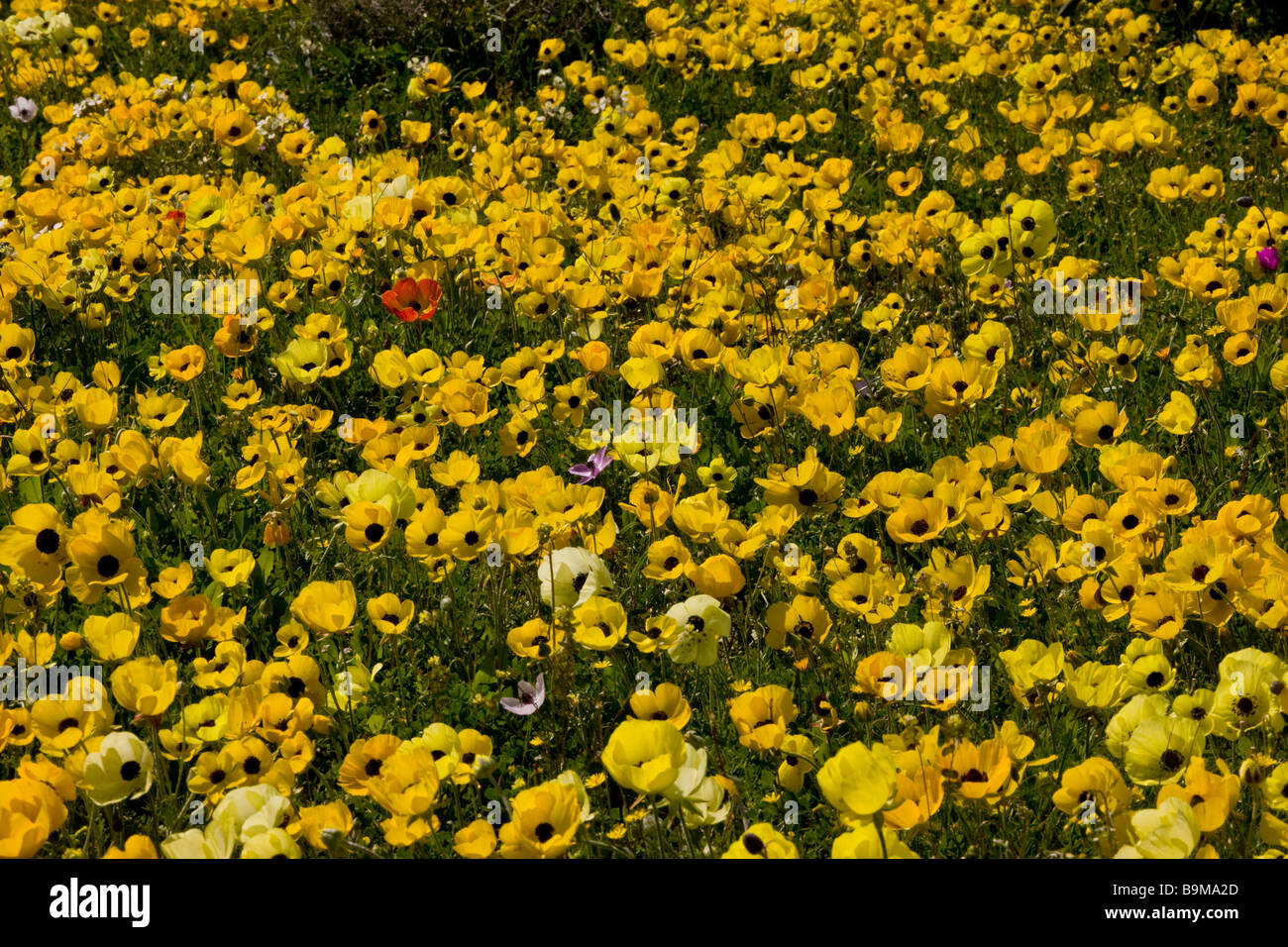 Wonderful field full of Turban Buttercups Ranunculus asiaticus on Akrotiri Peninsula Greek Cyprus south Stock Photo