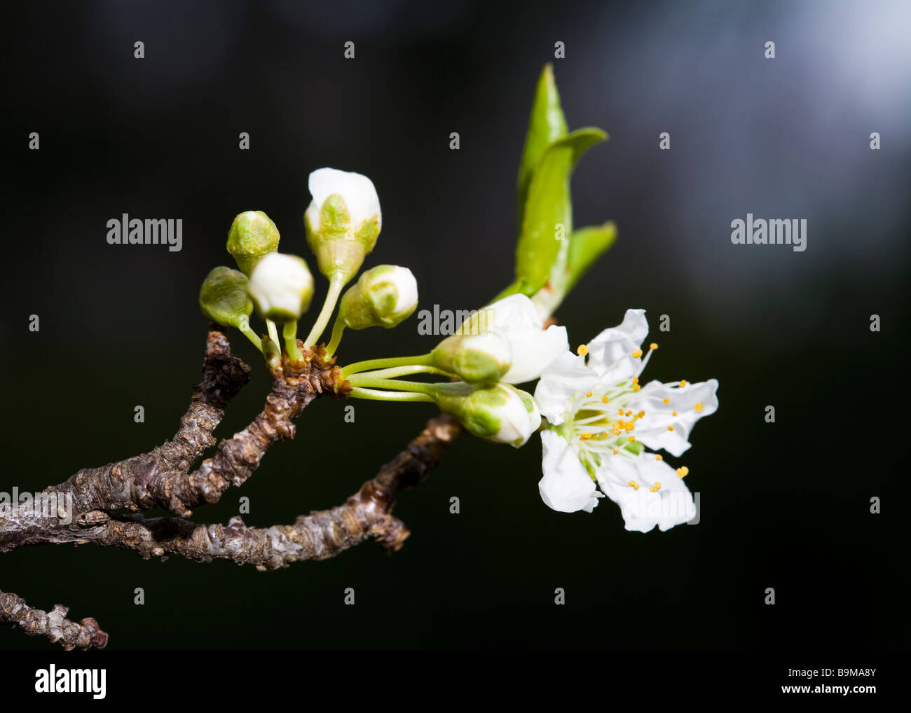 Japanese Plum blossoms (Prunus salicina) Stock Photo