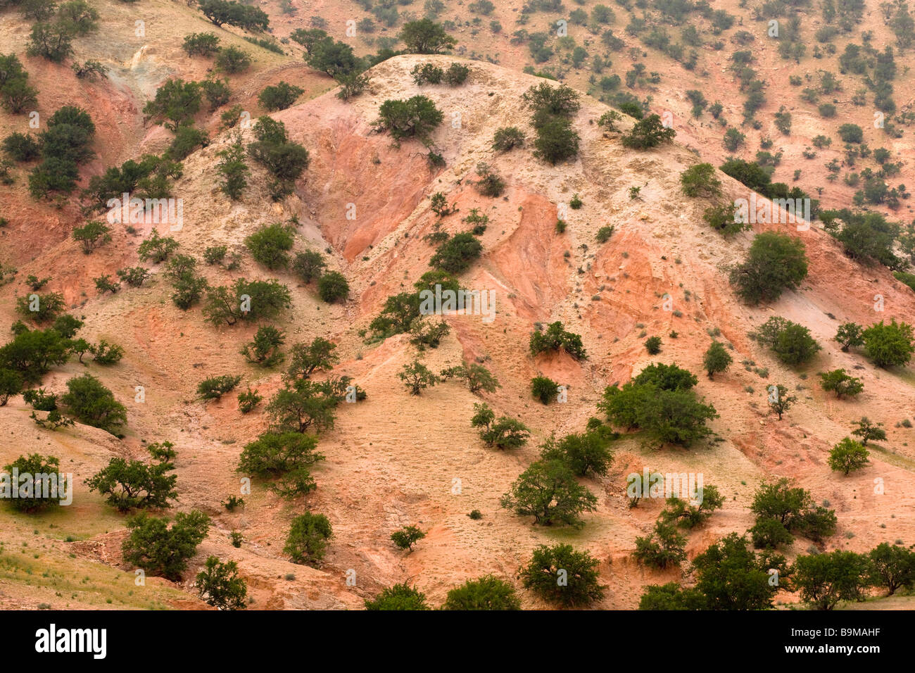 Argan tree forest hires stock photography and images Alamy