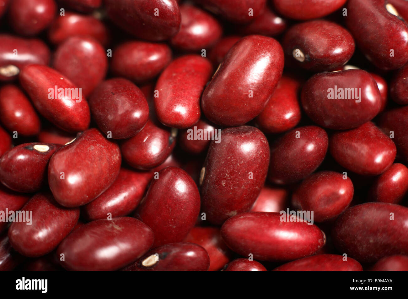 macro shot of haricot beans,also known as red kidney beans,or chili