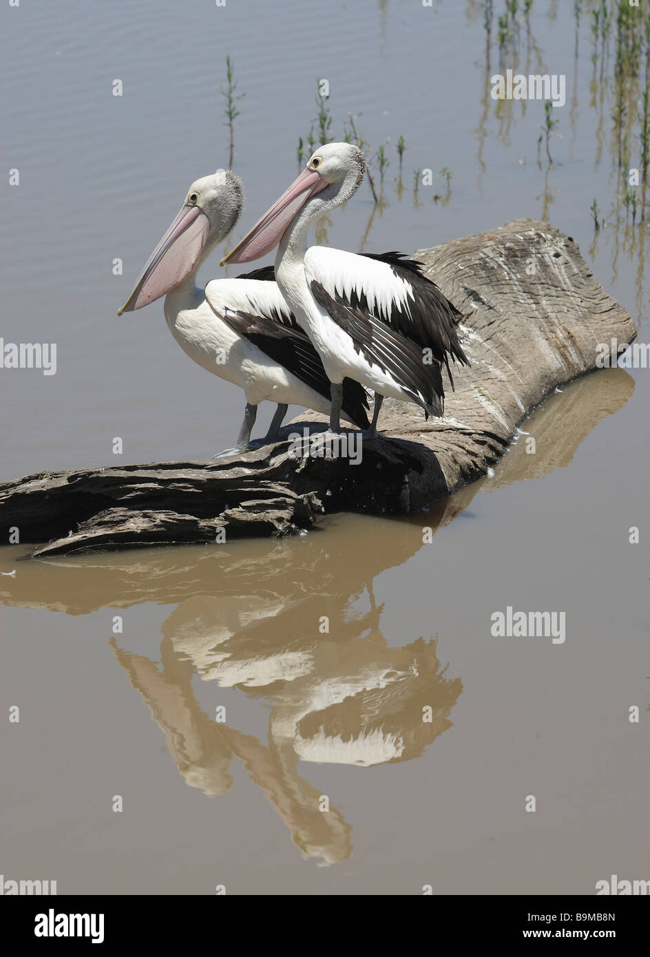 Animal kingdom of australia hi-res stock photography and images - Alamy