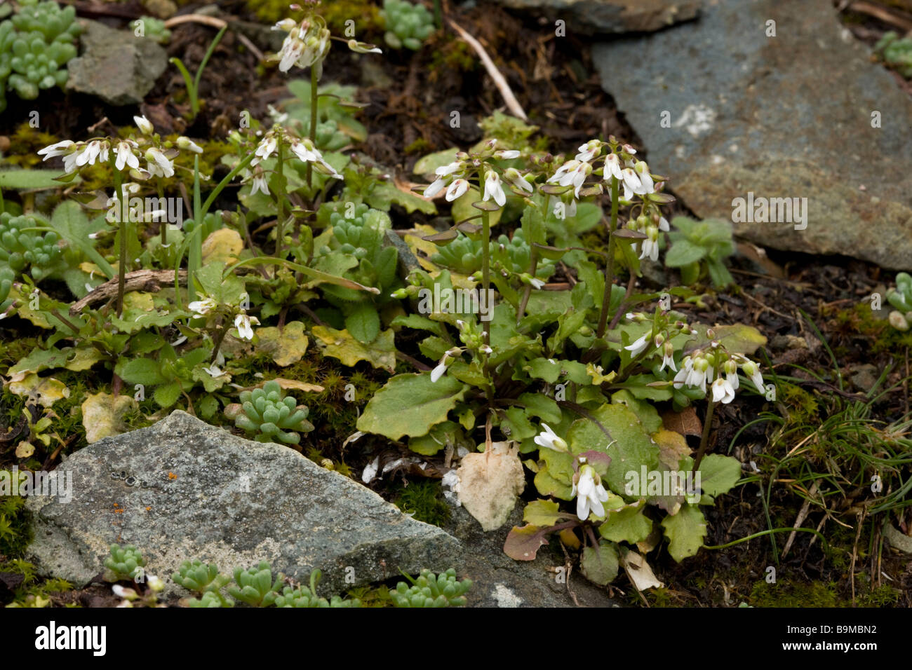 Cyprus Penny cress Thlaspi cypria endemic plant in the Troodos Mountains Greek Cyprus south Stock Photo