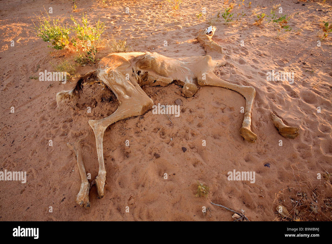 Mauritania, Adrar, Chinguetti area, Leguerara, remains of a dromadery Stock Photo