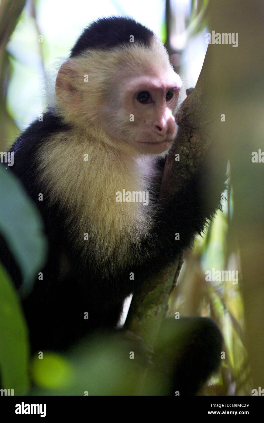 The White Faced or Capuchin Monkey of Costa Rica in a tree, Manuel ...
