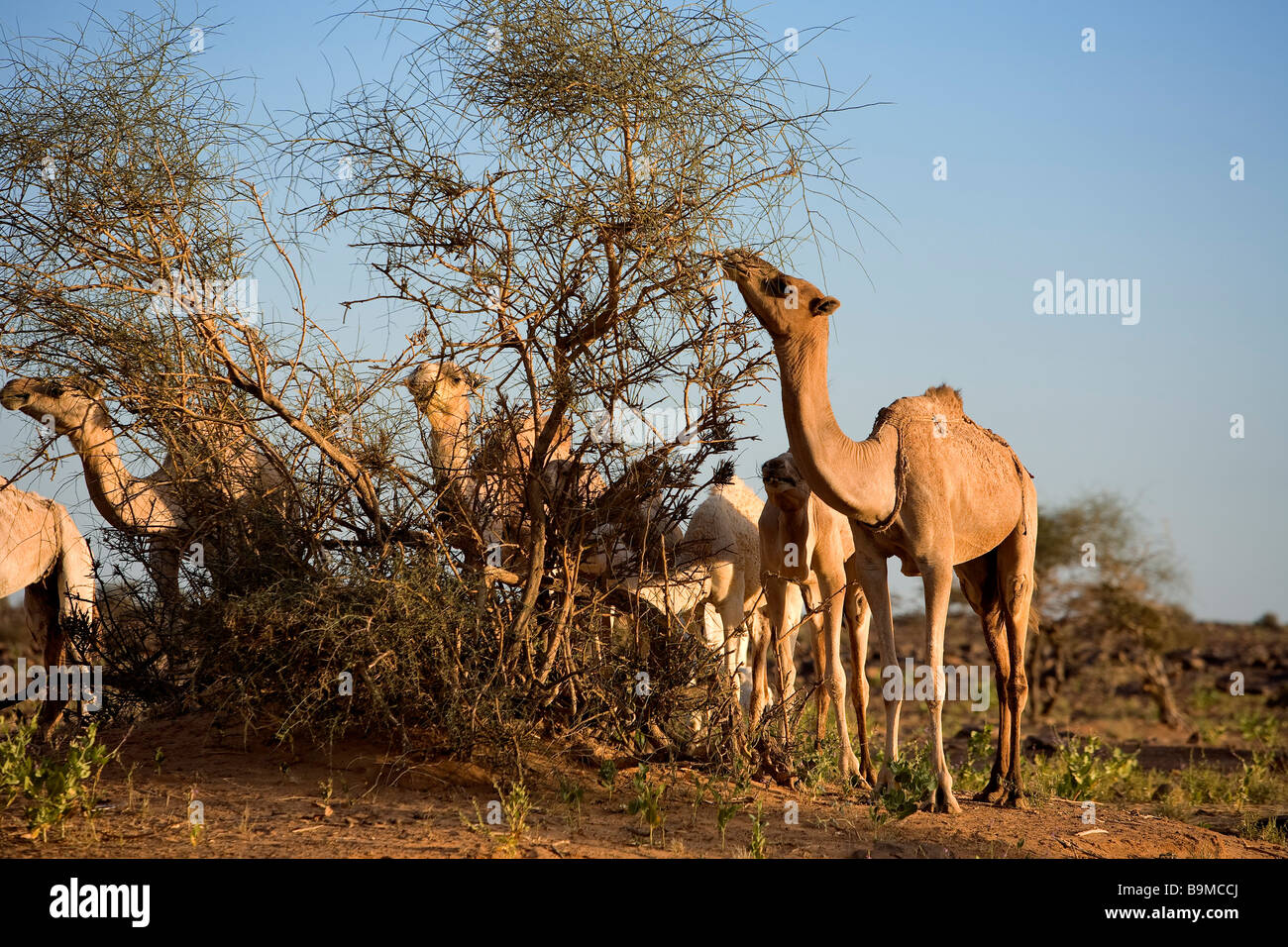 Mauritania, Adrar, Chinguetti area, Leguerara, dromadery Stock Photo