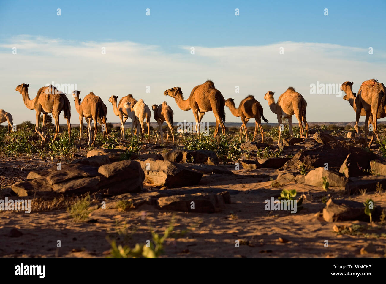 Mauritania, Adrar, Chinguetti area, Leguerara, dromadery Stock Photo