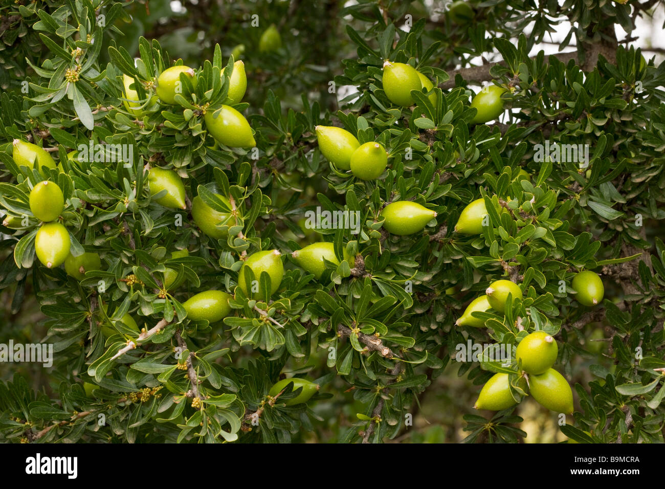 Fruits of the rare Argan tree Argania spinosa Argania sideroxylon Rare endemic tree occurs in protected forest Morocco Stock Photo