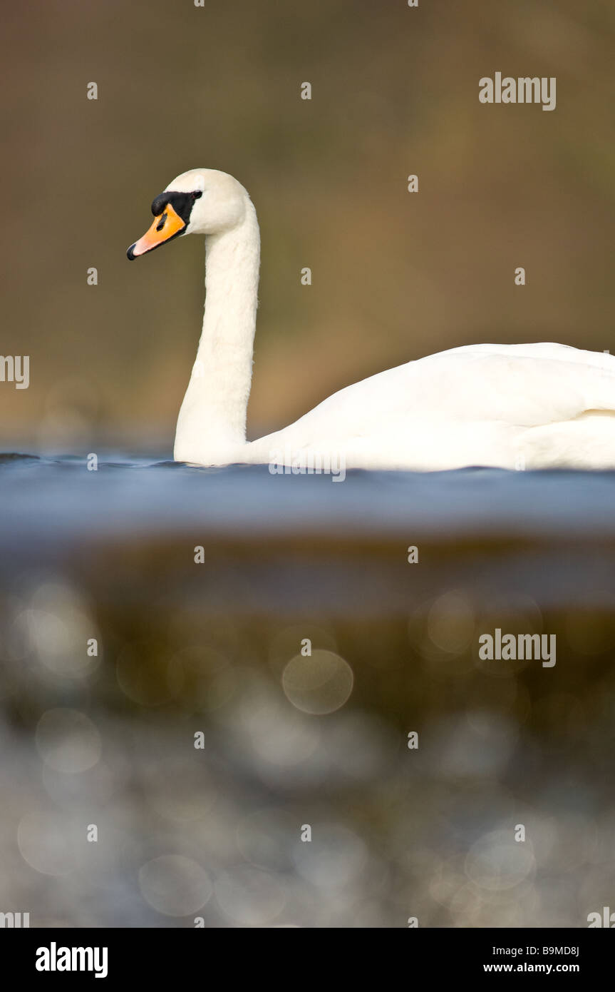 Adult Mute swan swimming with a water-all in the foreground. Stock Photo