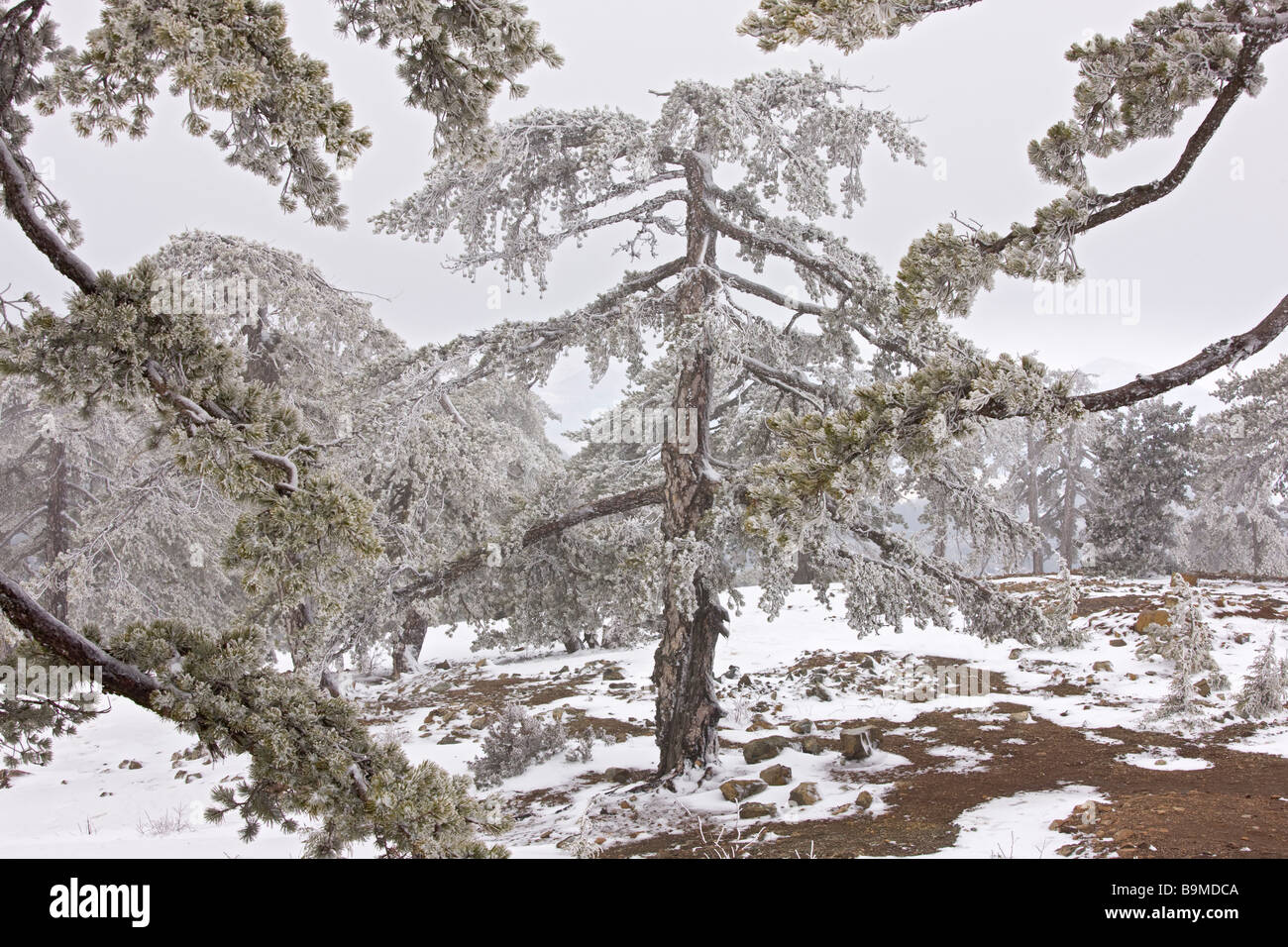 Ancient Black Pine forest Pinus nigra ssp pallasiana in snow and freezing fog high in the Troodos Mountains Greek Cyprus south Stock Photo
