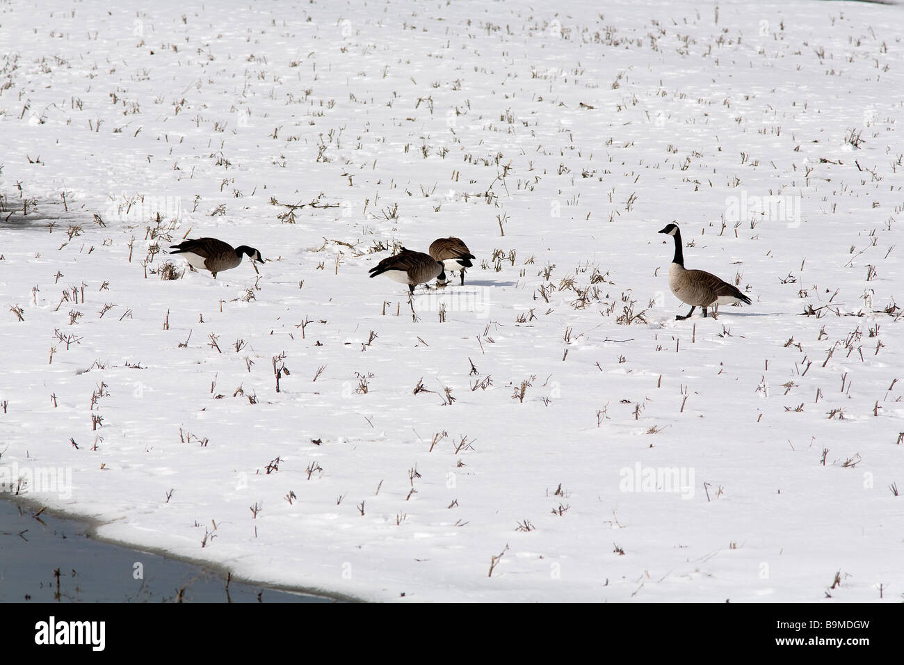 Canada, Quebec province, Baie du Febvre, on the southern bank of Lake
