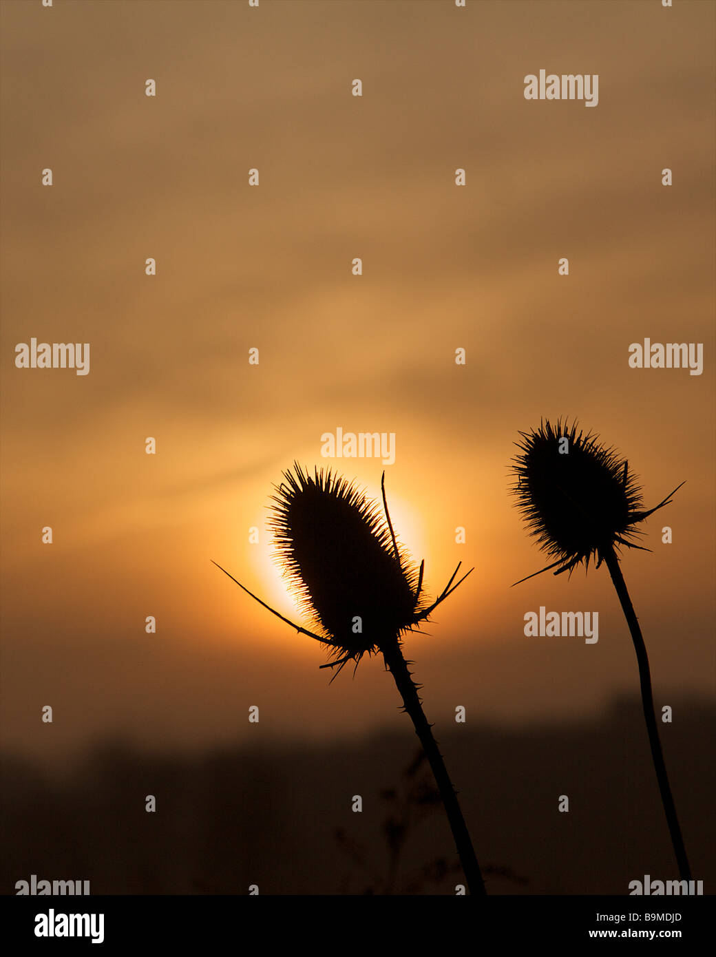 Two plant stalks basking in the sun as it rises behind them Stock Photo
