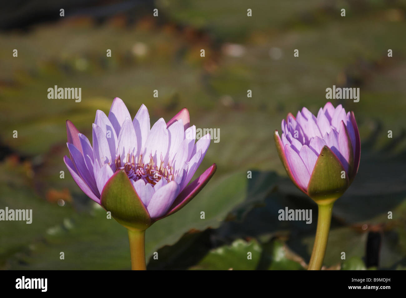 Lotus Flower, Chi Lin Nunnery, Diamond Hill, Kowloon, Hong Kong Stock Photo Alamy