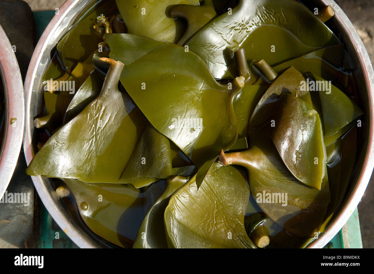 chinese edible seaweed
