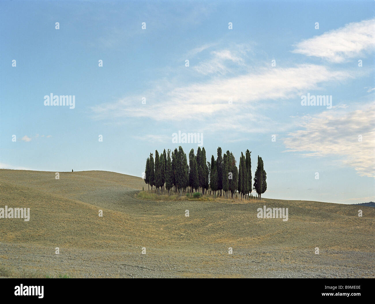 Group of cypress trees hi-res stock photography and images - Alamy