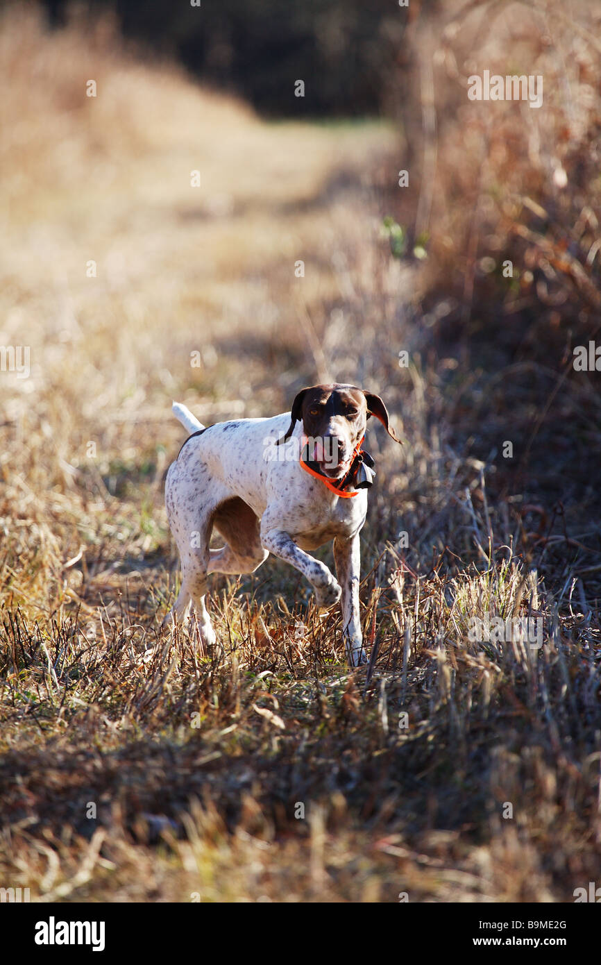 A Bird Dog German Short Haired Pointer Works An Open Field In