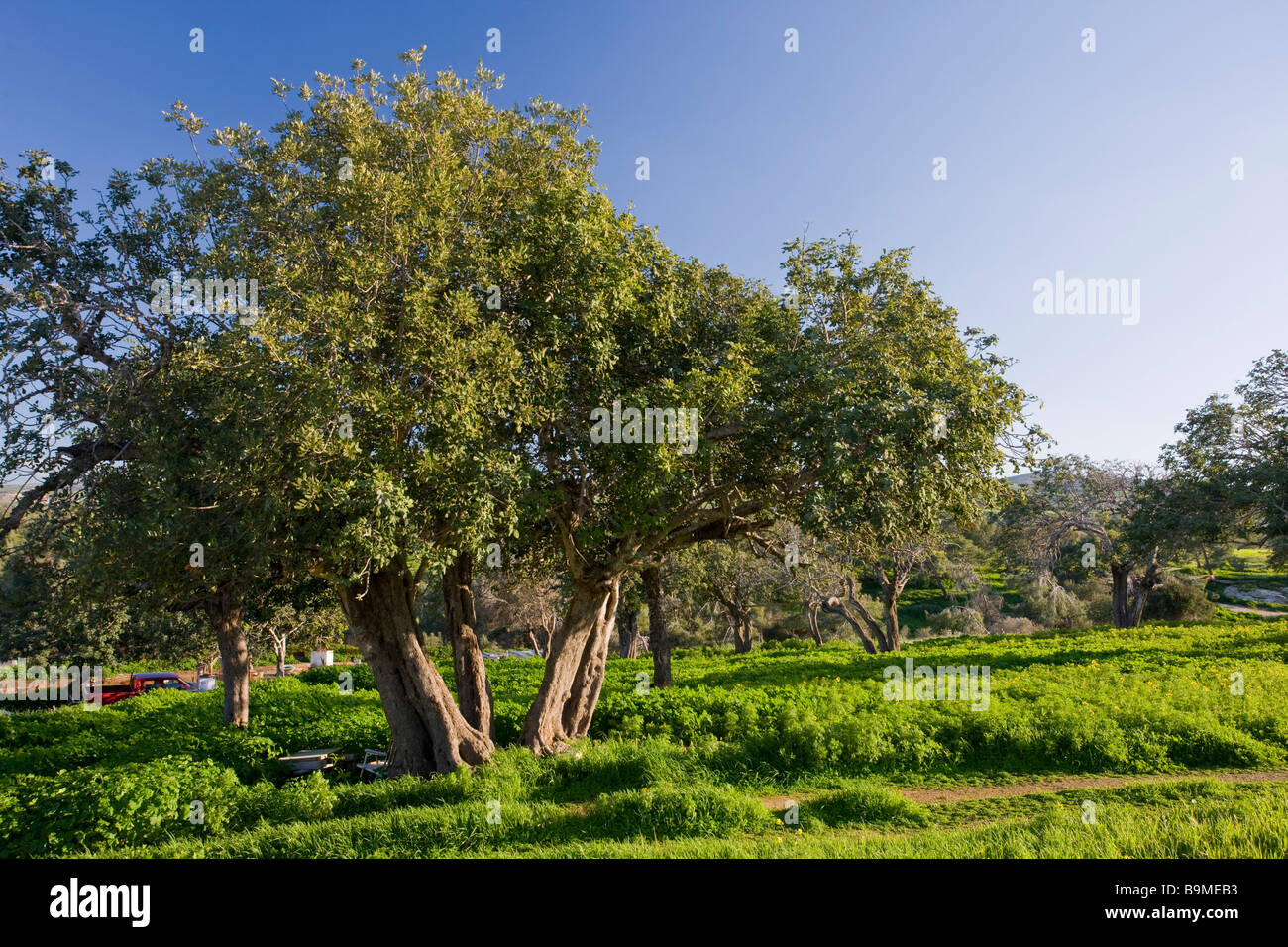 Carob orchard Ceratonia siliqua near Akamas Greek Cyprus south Stock Photo