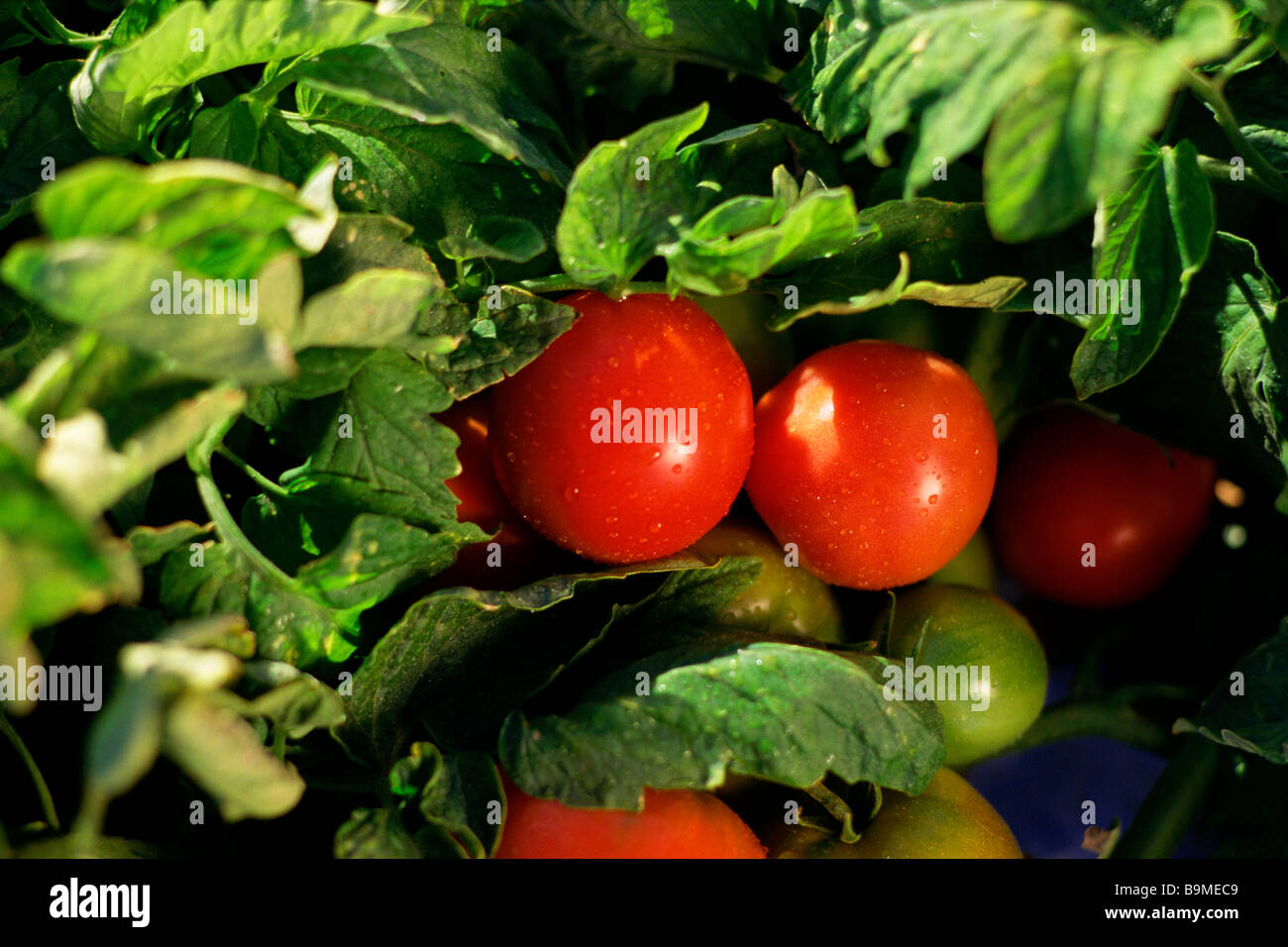 Tomatoes ripening on the bush Stock Photo - Alamy