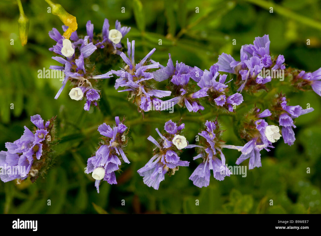 Winged Sea lavender Limonium sinuatum with white flowers and bluish bracts Greek Cyprus south Stock Photo