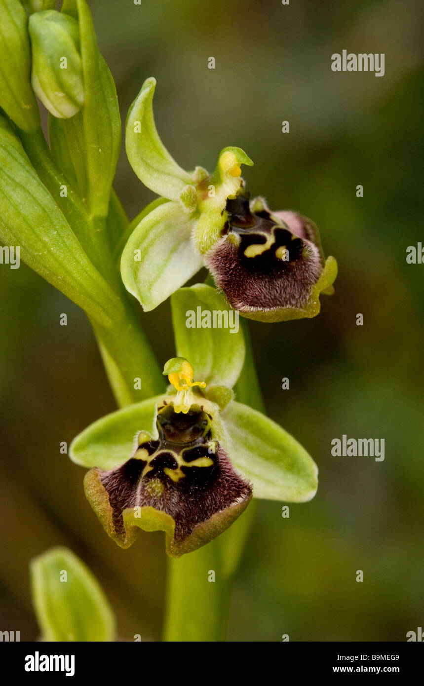 An uncommon spider orchid Ophrys bornmuelleri Greek Cyprus south Stock Photo