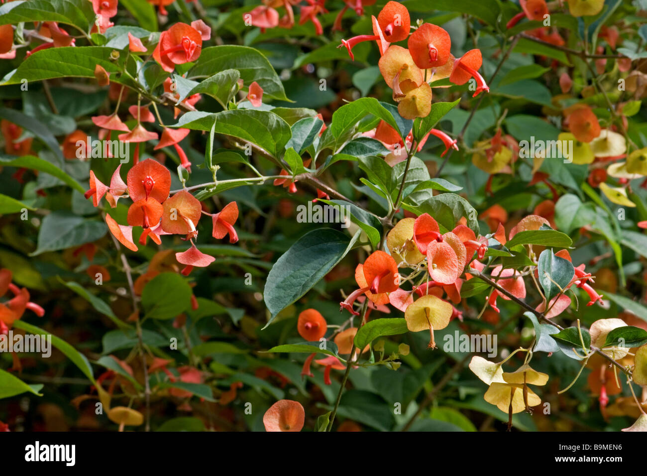 Chinese hat plant in bloom Stock Photo
