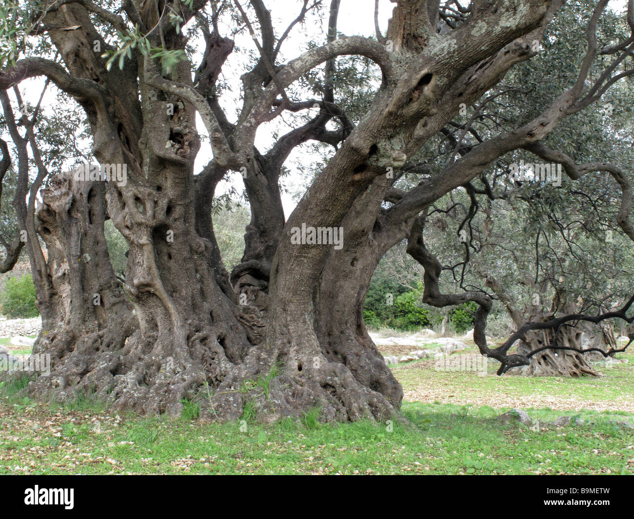 Old olive trees Mali Ston Dalmatia Croatia Stock Photo