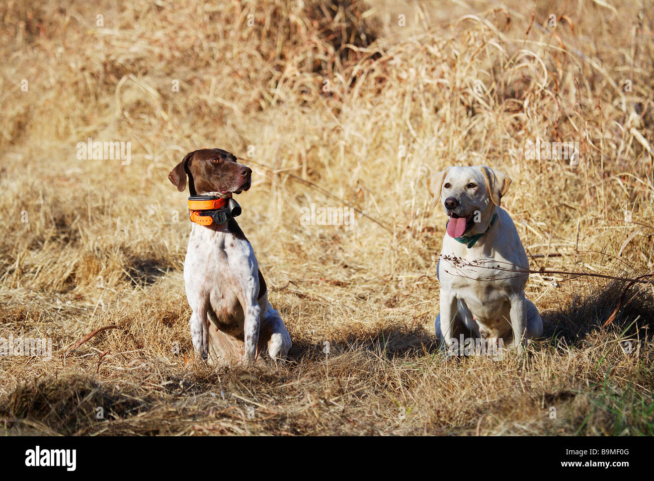 Two hunting dogs German short haired pointer and a lab take a rest