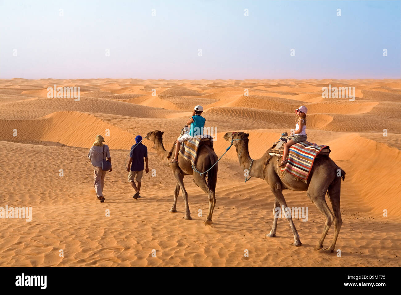 Tunisia, South-side, Ksar Ghilane oasis, Dromadery ride in the sand dunes Stock Photo