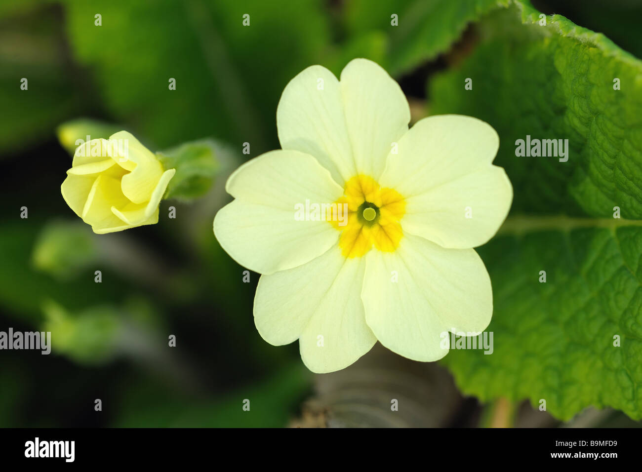 Pin eyed pale yellow primrose primula vulgaris is one of the first flowers to blossom in spring Stock Photo