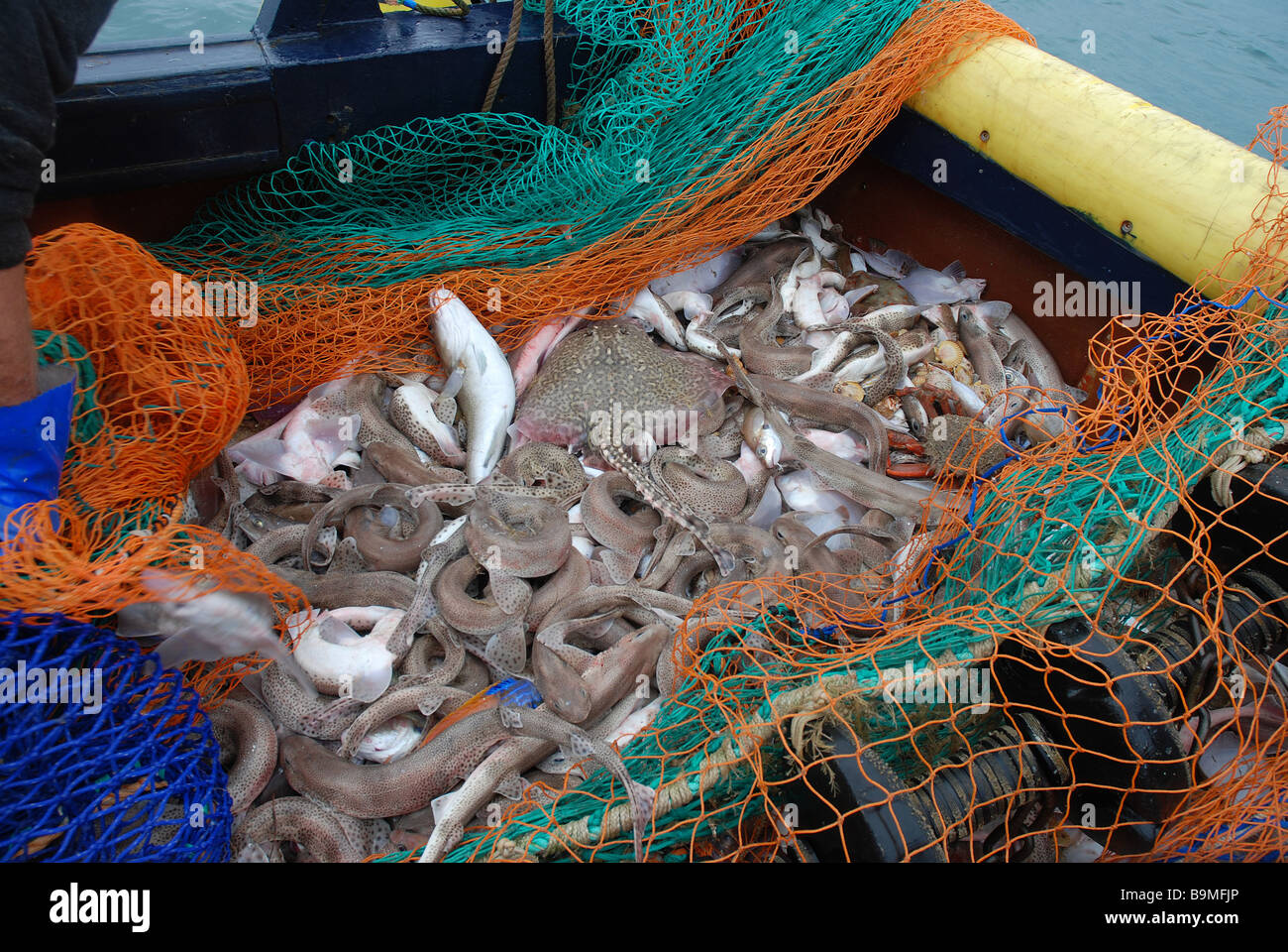Cod end fishing trawler net hi-res stock photography and images