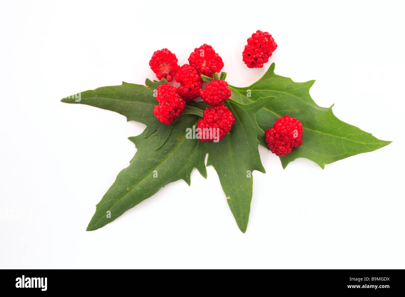 Strawberry Blite Chenopodium capitatum Blitum is an edible plant The greens and flowers are edible raw or as a potherb Stock Photo