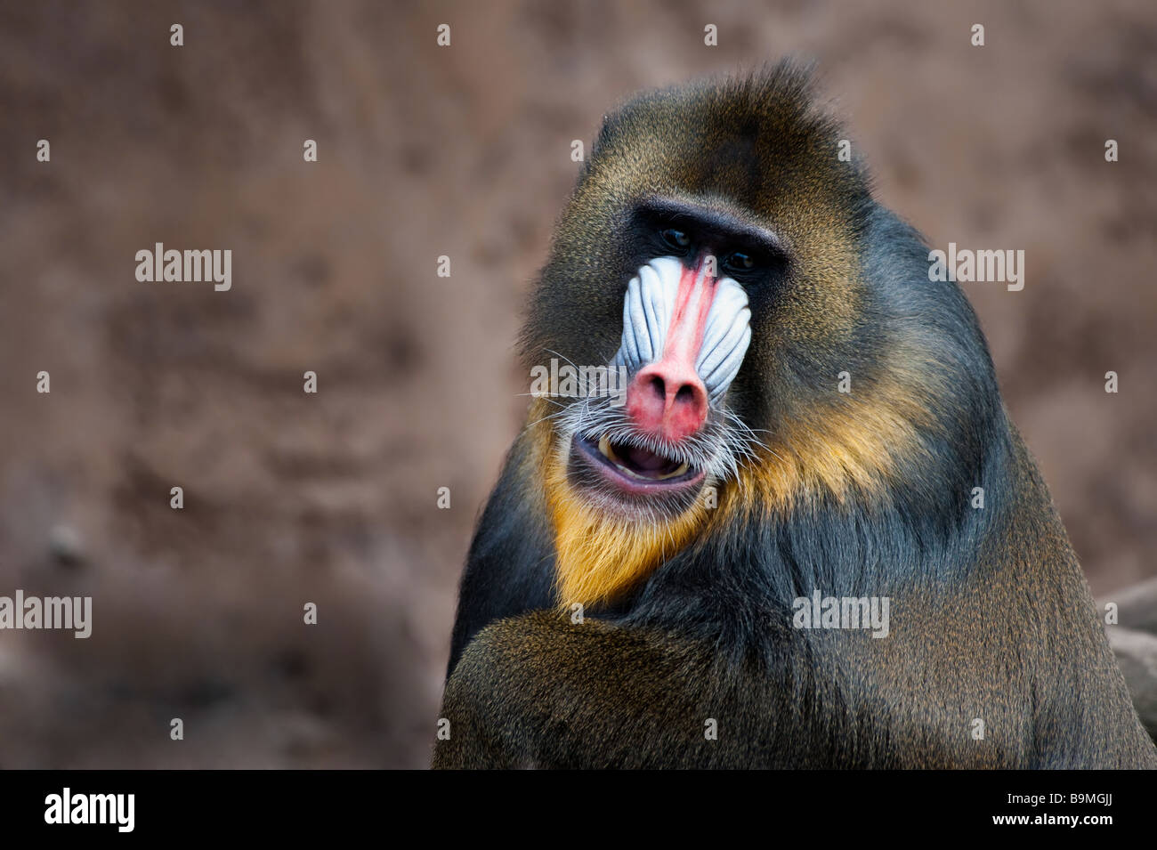 close up of a colorful mandrill Mandrillus sphinx Stock Photo