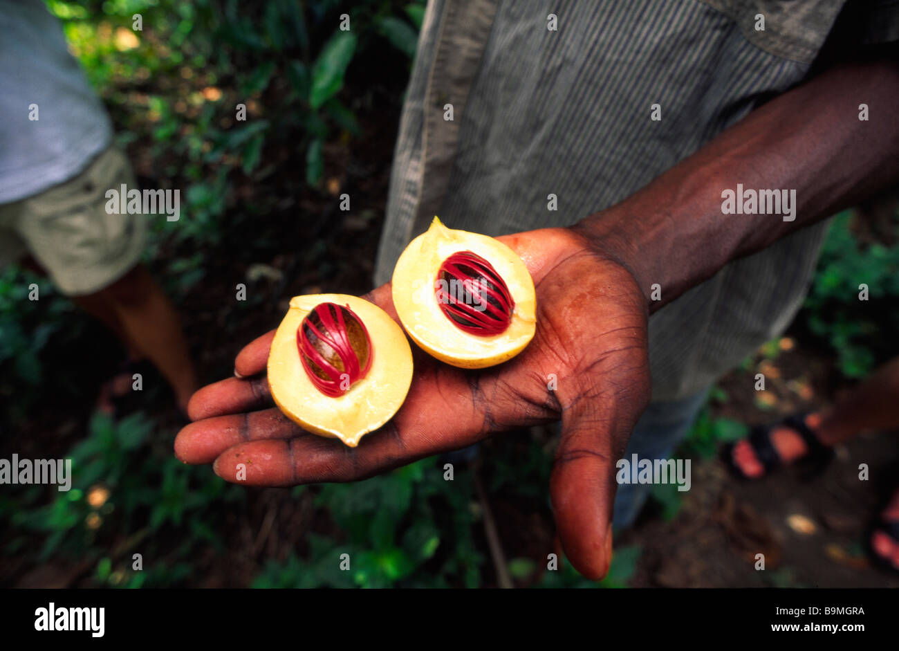 Nutmeg freshly harvested Zanzibar Stock Photo Alamy