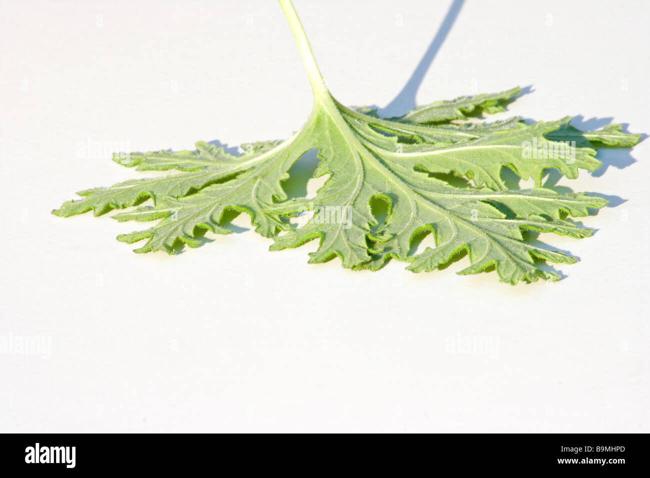 Rose Geranium leaves Stock Photo Alamy