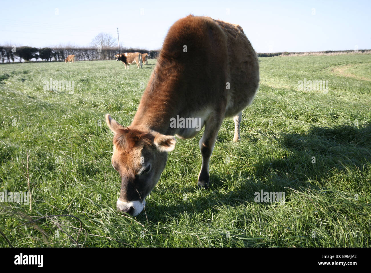 A Jersey cow grazing in a field Stock Photo - Alamy