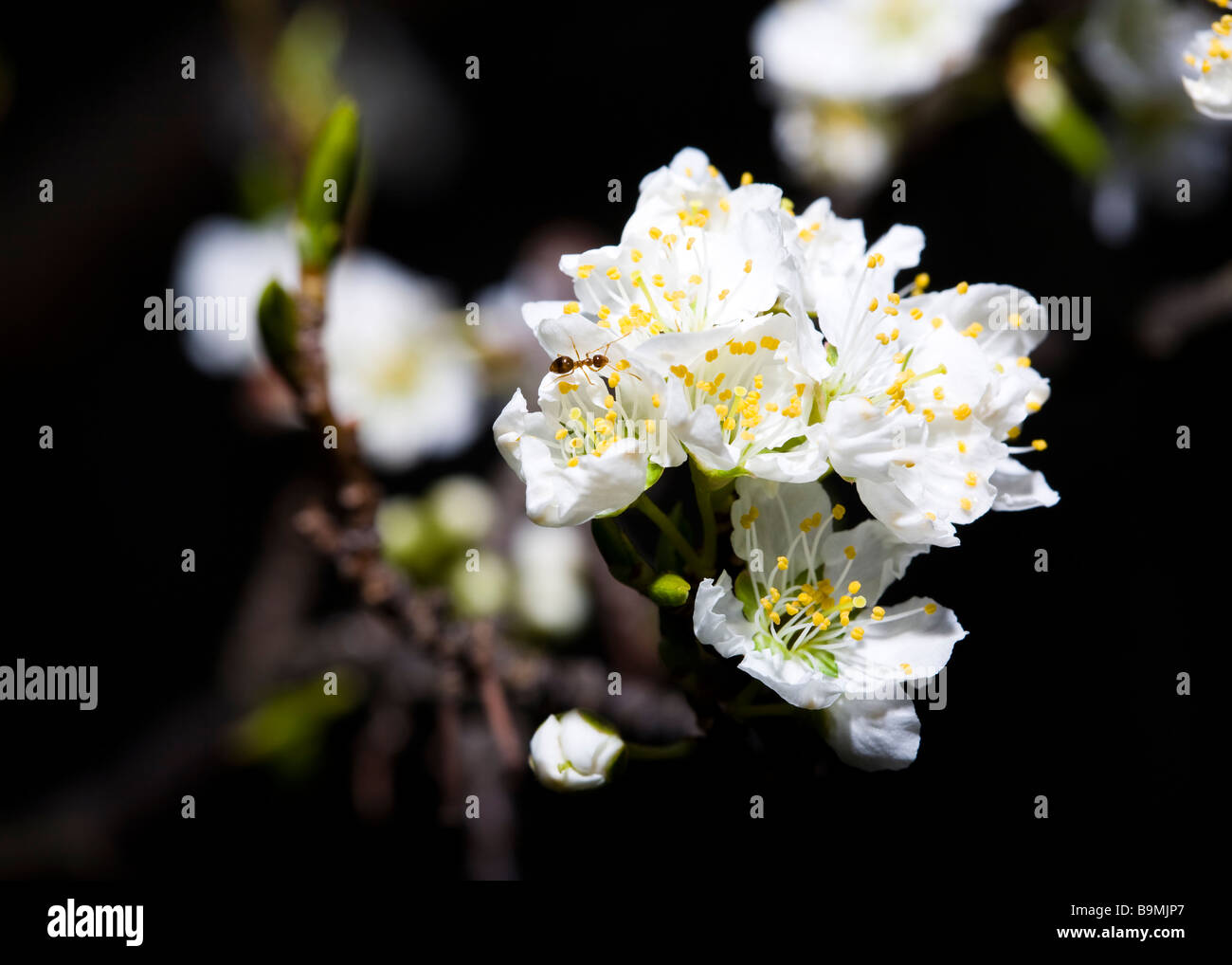 Japanese Plum blossoms (Prunus salicina) Stock Photo