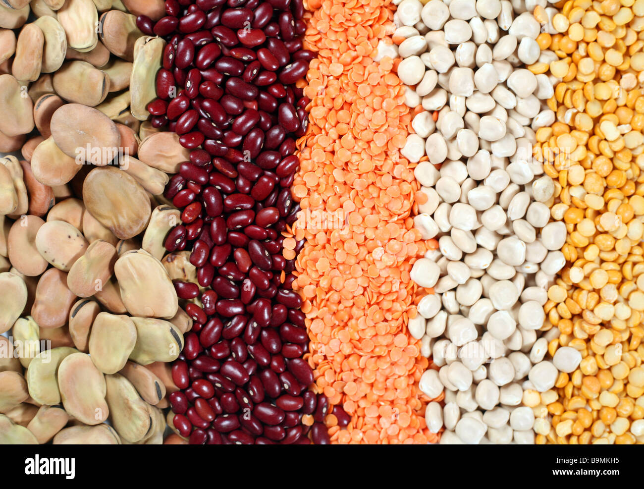 Various dried legume seeds broad beans,small red beans,yellow lentils