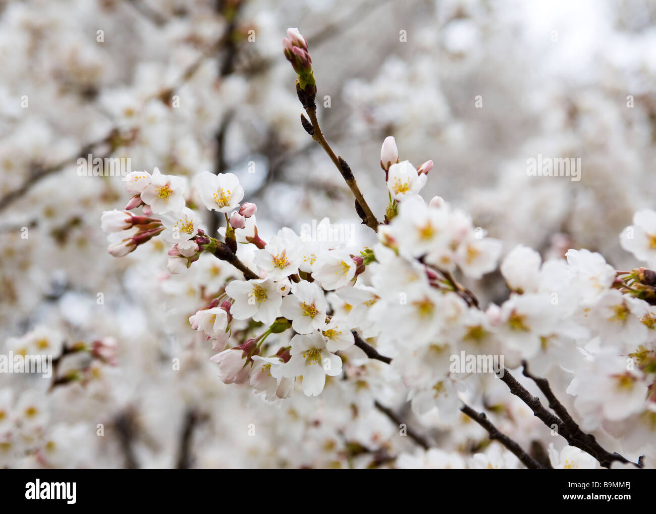 Japanese cherry tree blossoms (Somei Yoshino) Stock Photo