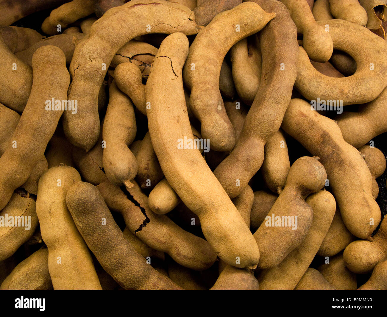 Tamarind is native to tropical Africa and is now grown in many parts of the world. Stock Photo