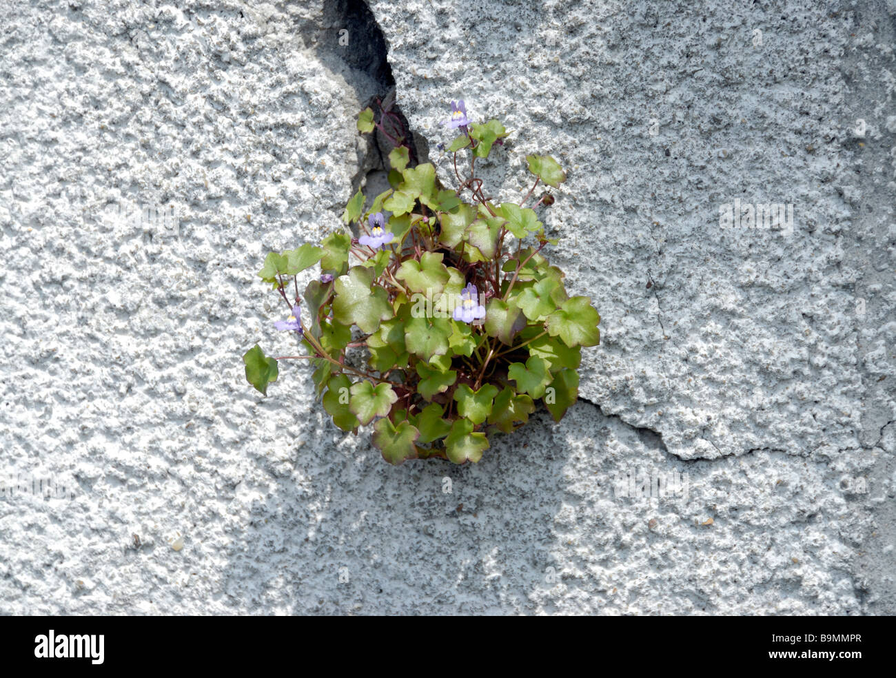 A plant of Ivy-leaved Toadflax (Cymbalaria muralis) grows from a crack in a white painted concrete wall. Stock Photo