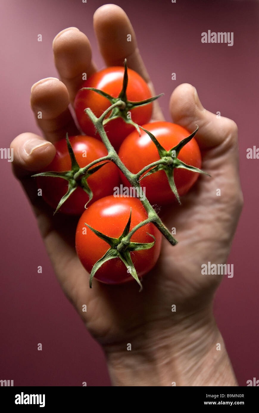 hand holding group of hothouse tomatoes Stock Photo