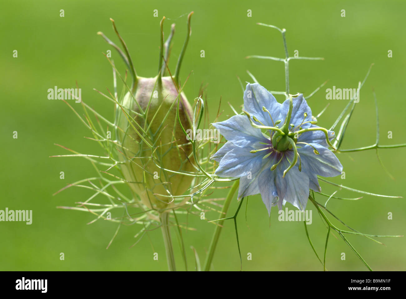 Blossom and seed of the medicinal plant Schwarzkümmel Schwarzkuemmel echter Black cumin Black caraway edible love in a mist Nige Stock Photo