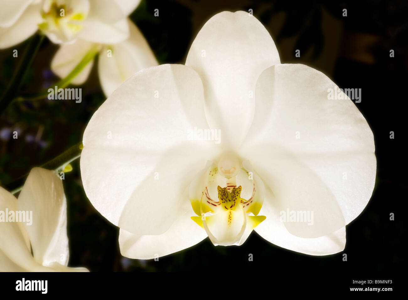 Orchid close-up image Stock Photo